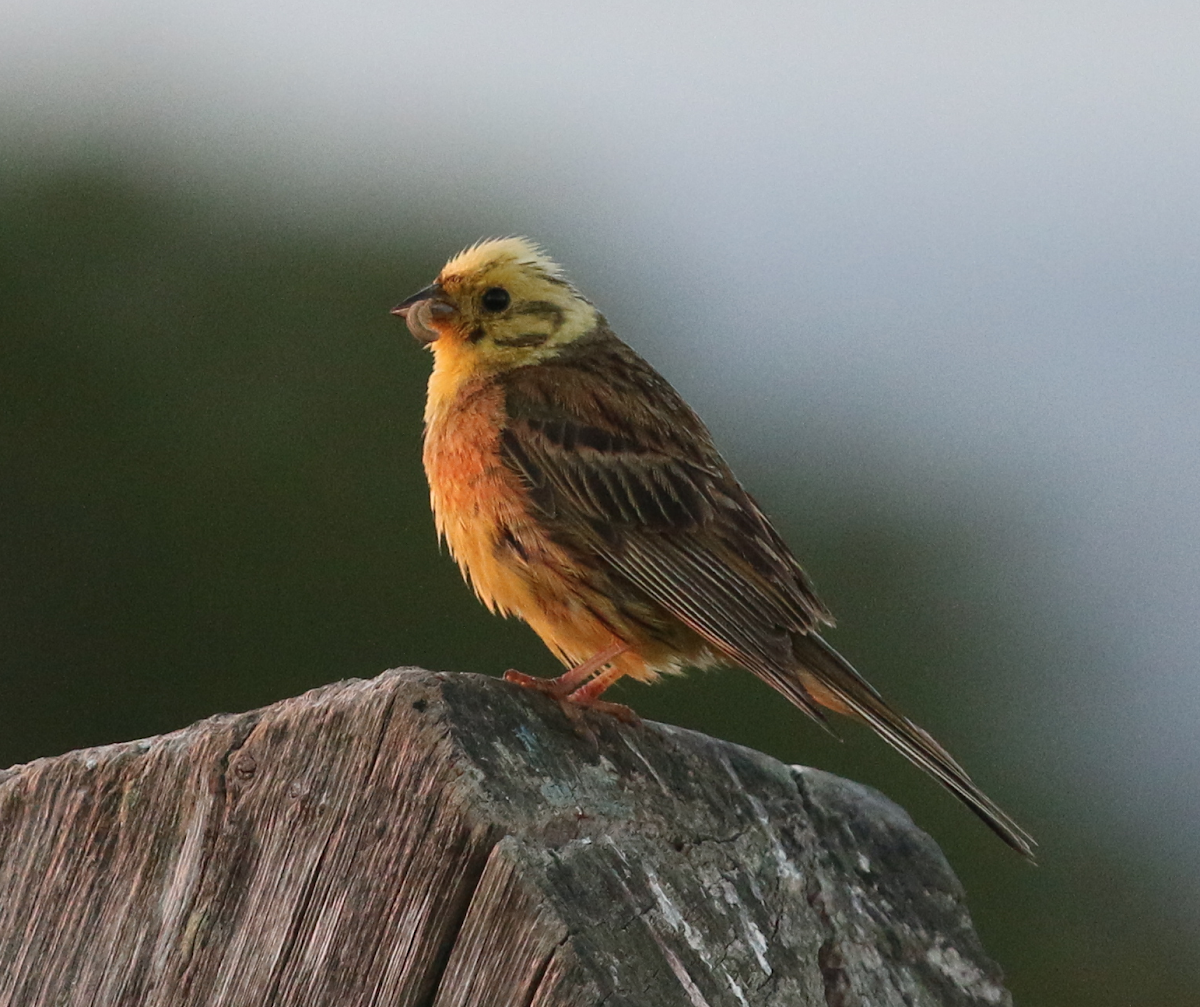 Yellowhammer