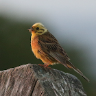 Yellowhammer