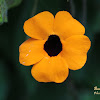 Black-eyed Susan vine