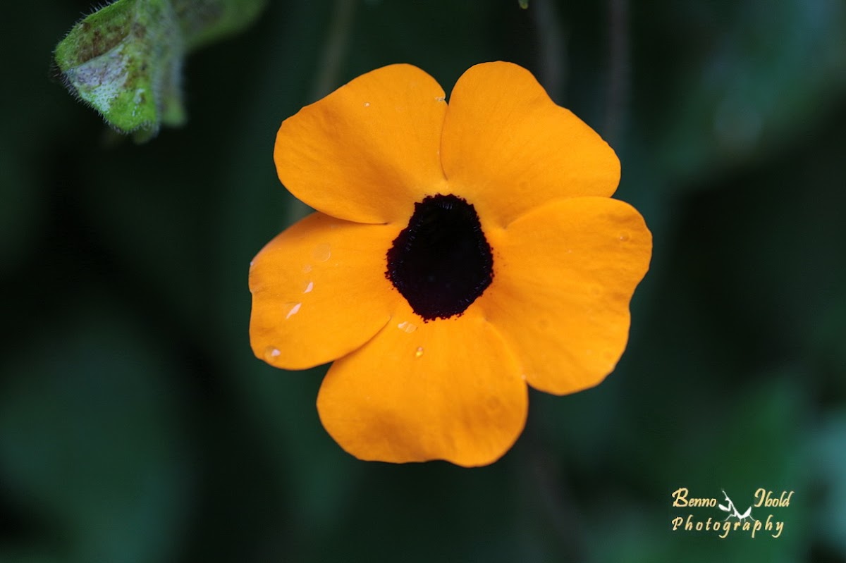 Black-eyed Susan vine