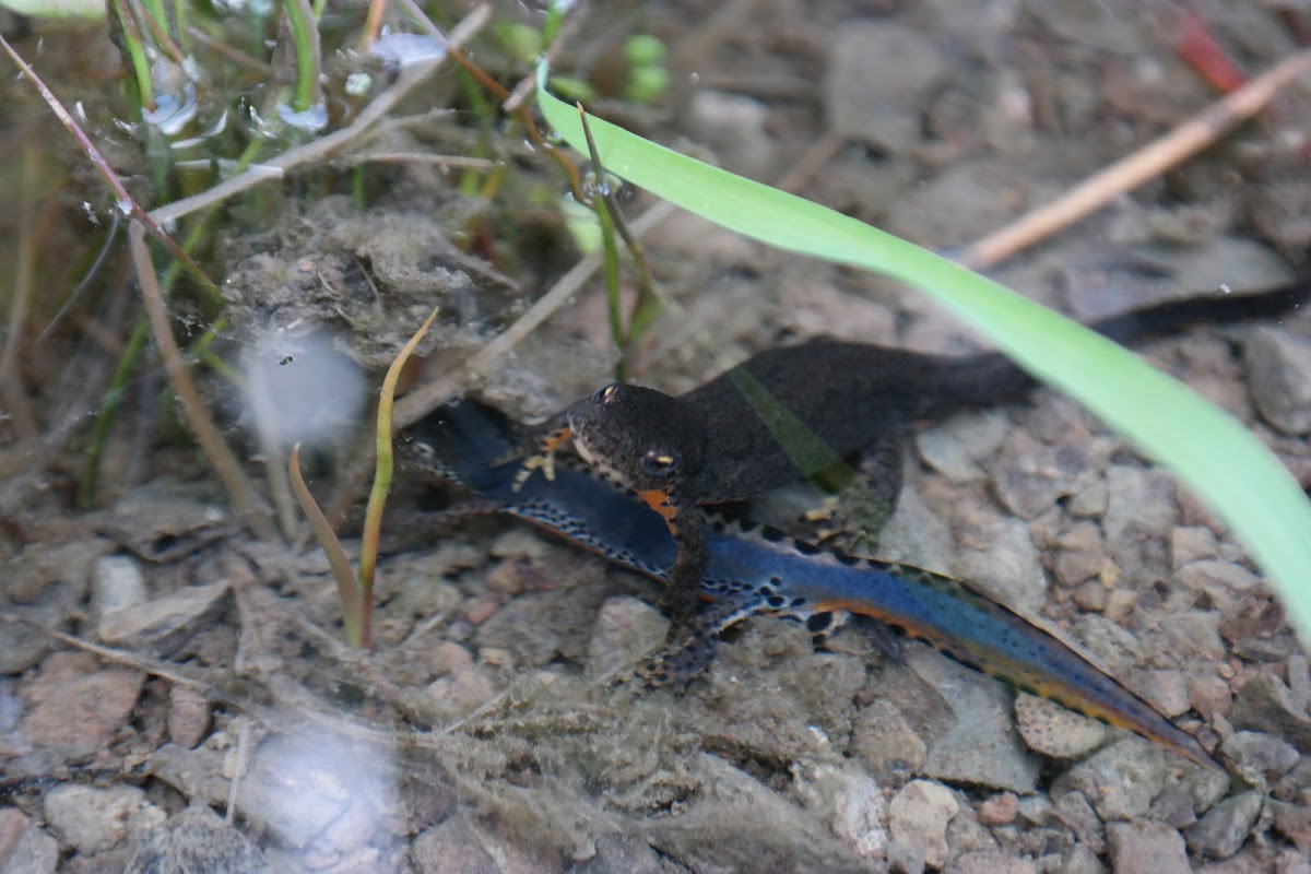 Alpine newt