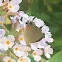 Red-Banded Hairstreak