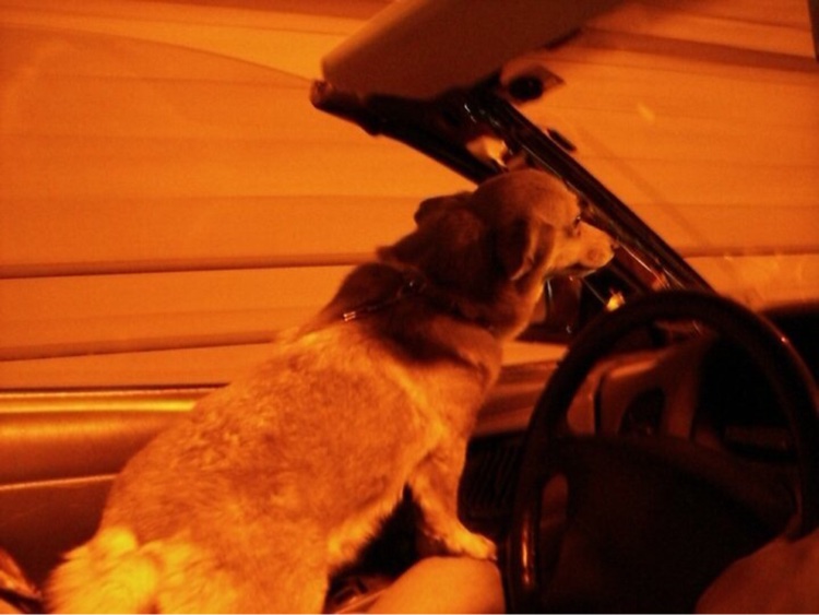 ニュービートル カブリオレのドライブ・愛犬とドライブに関するカスタム事例の投稿画像1枚目