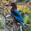 White-throated Kingfisher