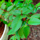 Leafcutter bee