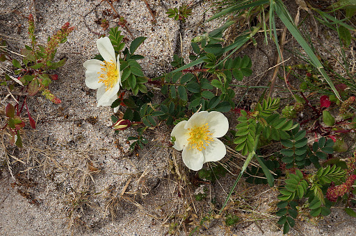 Rosa pimpinellifolia