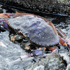 Dungeness crab