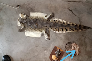 Police officers and game rangers proceeded to KwaJobe in Hluhluwe, KZN, where they found the remains of a crocodile and the skeletal remains of various animals.