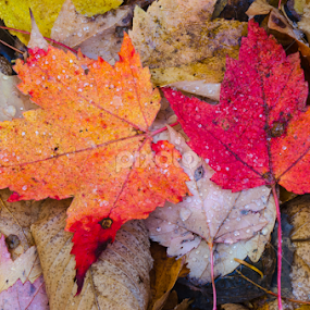 Two Red Maple Leaves by Christopher Burnett - Nature Up Close Leaves & Grasses