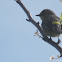 Yellow-Rumped Warbler