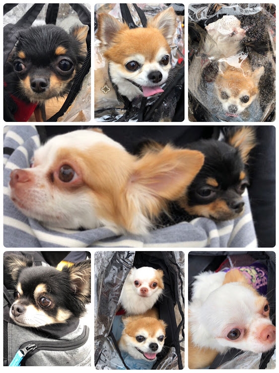 エスティマの愛犬に関するカスタム事例の投稿画像10枚目