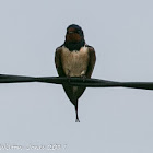 Barn Swallow; Golondrina Común