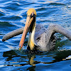 Brown Pelican