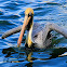 Brown Pelican