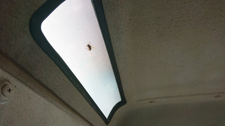 ジムニーの蜂🐝、侵入❗😱・蛾も侵入してました❗😅・ジムやん、絶賛雨漏れ中❗😆・地震、ビックリしましたね…😓に関するカスタム事例の投稿画像1枚目