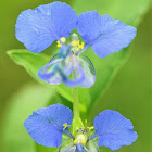 Tropical Spiderwort