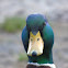 Mallard duck