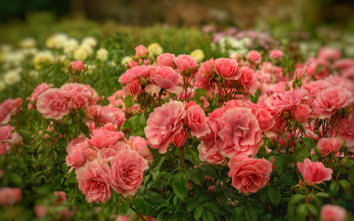 Corail Gelé Rose Garden: A Symphony of Elegance and Grace Preview 1