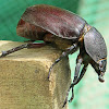 Rhinoceros beetle