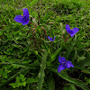 Spiderwort