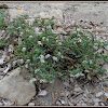 seaside heliotrope