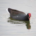 Common gallinule