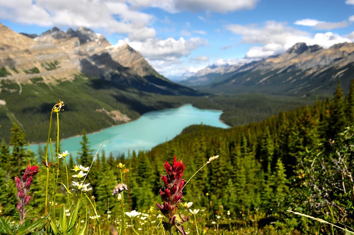 Indian paintbrush