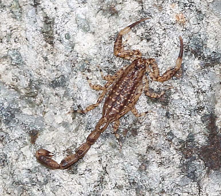 Lesser Brown Scorpion