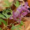 Corydalis