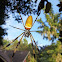 Golden-silk orb weaver