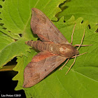 Virginia Creeper Sphinx Moth