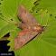 Virginia Creeper Sphinx Moth