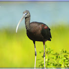 Glossy Ibis