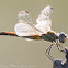 Red-veined Darter