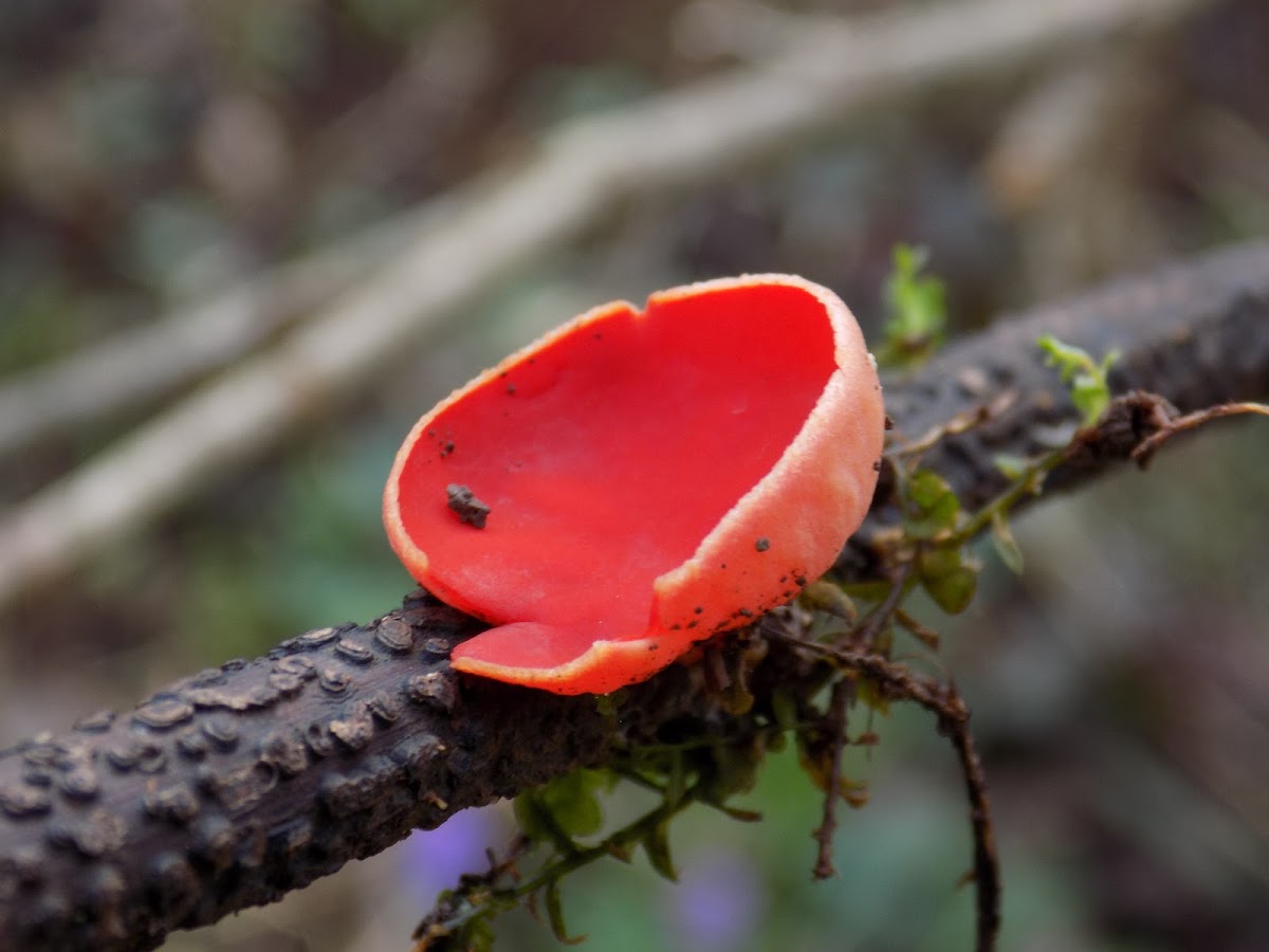 Scarlet elf cup