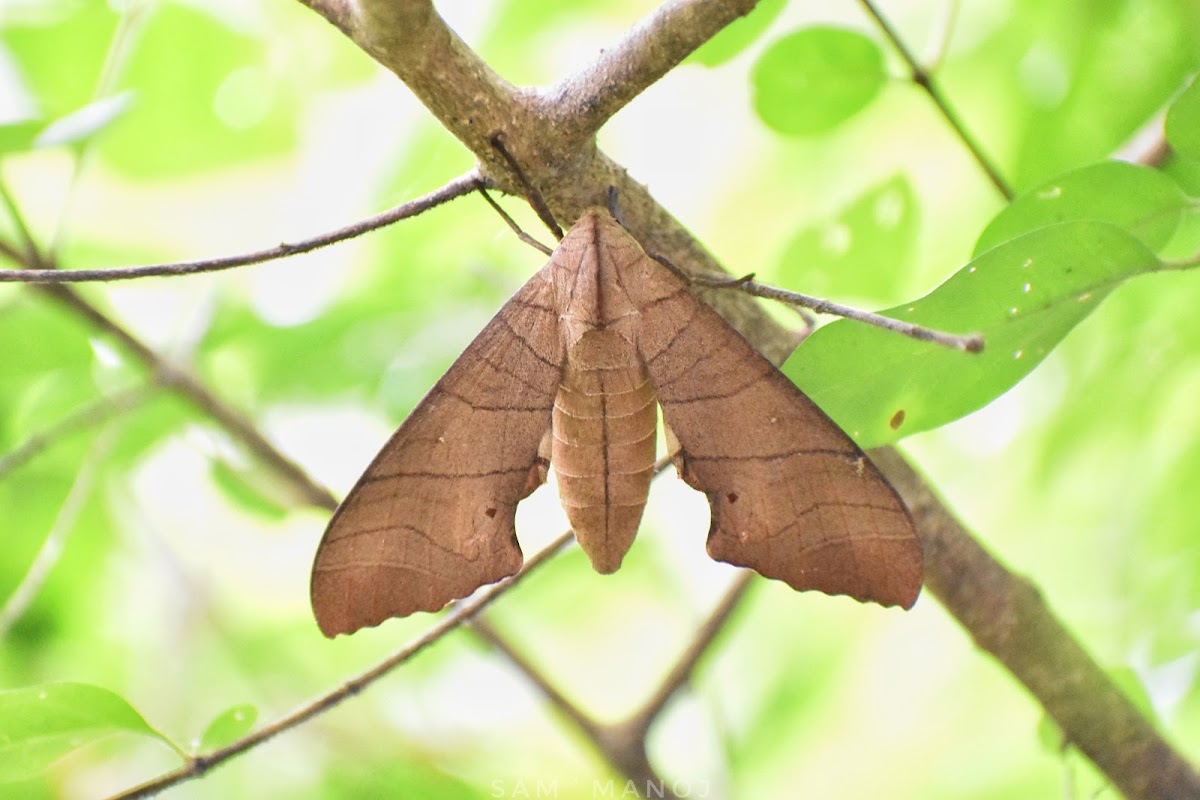 Dull Swirled HawkMoth