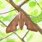 Dull Swirled HawkMoth