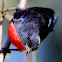 Mistletoebird