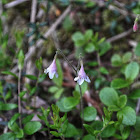 Twinflower