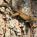 Brown Anole