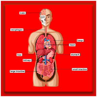 Human Body System – Inside the Human Body Offline