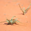 Desert Pancratium