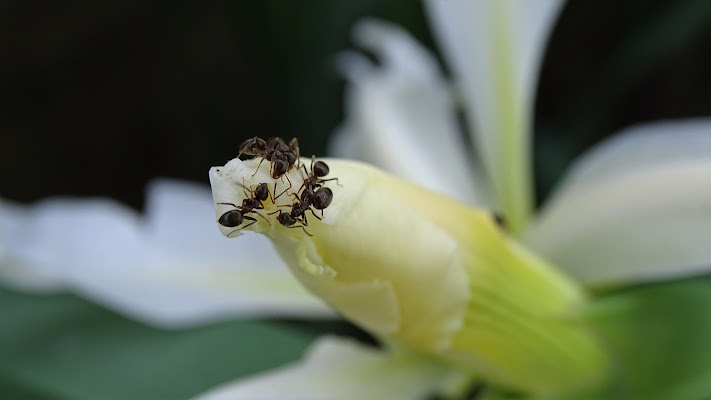 Natura in miniatura di dan