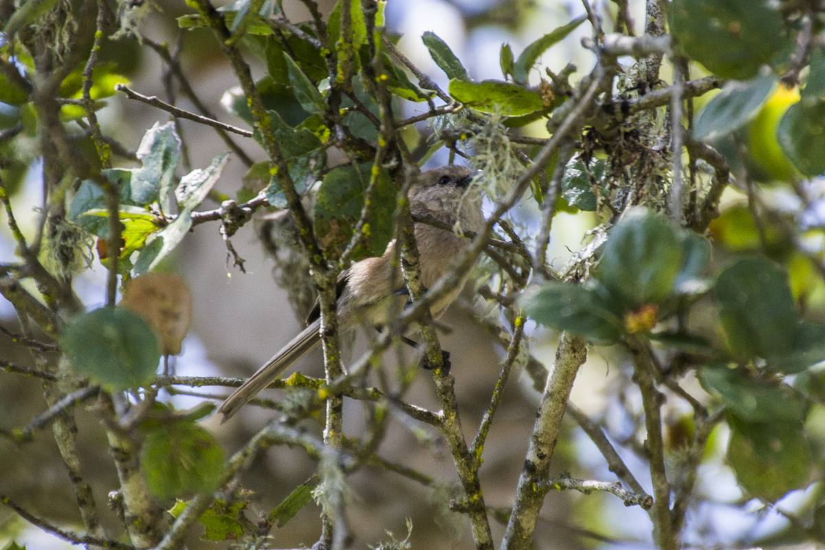 Bushtit