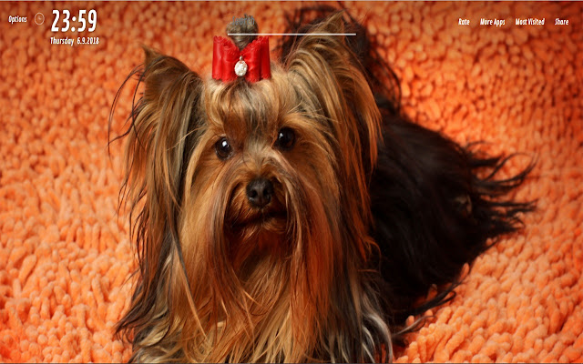 Yorkie Wallpapers HD for NewTab