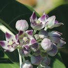 Giant Milkweed