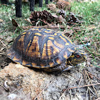 Eastern Box Turtle