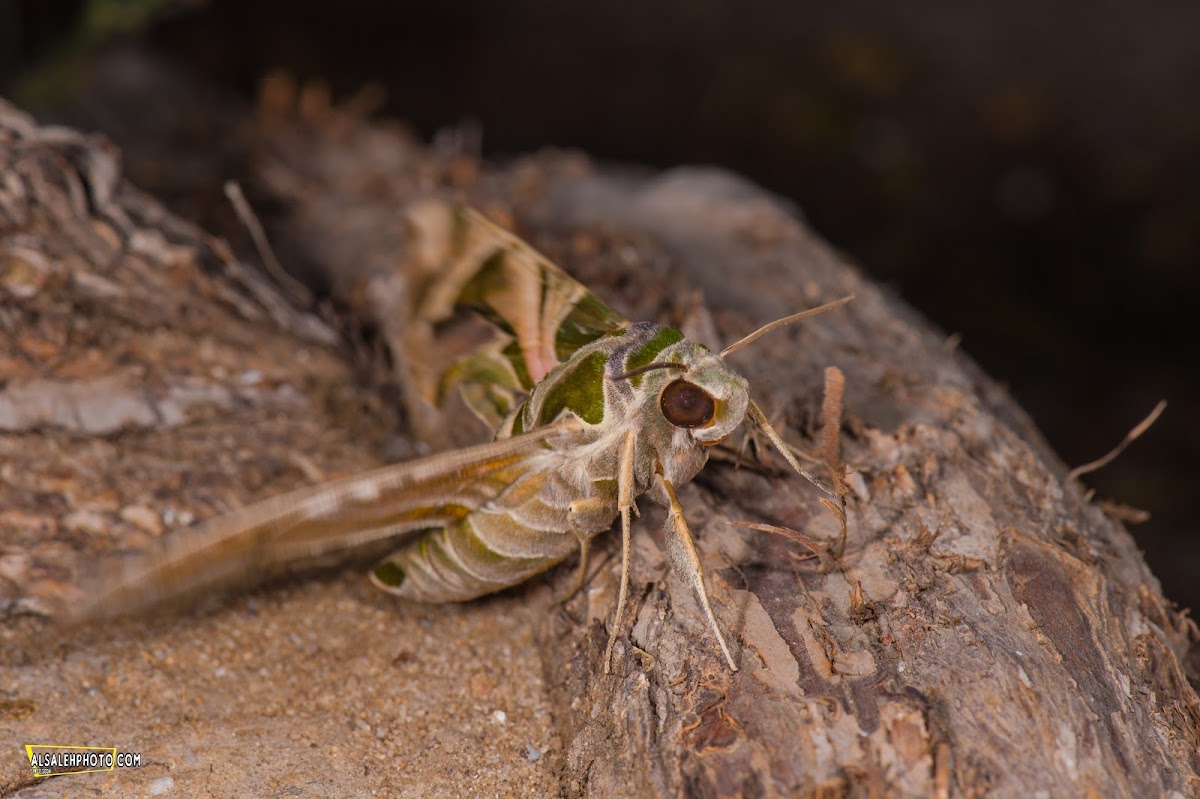 Oleander Hawk Moth.