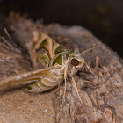 Oleander Hawk Moth.