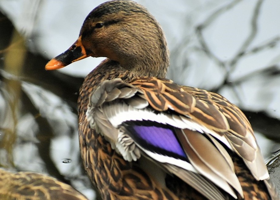 Mallard (female)